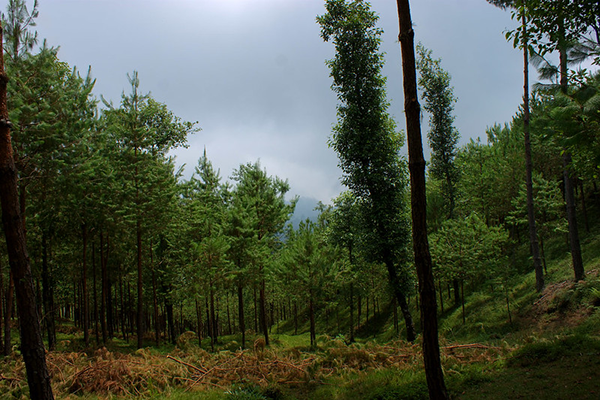 reforestacion-2